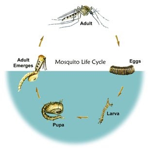 Infographic showing the stages of a mosquito life cycle.
