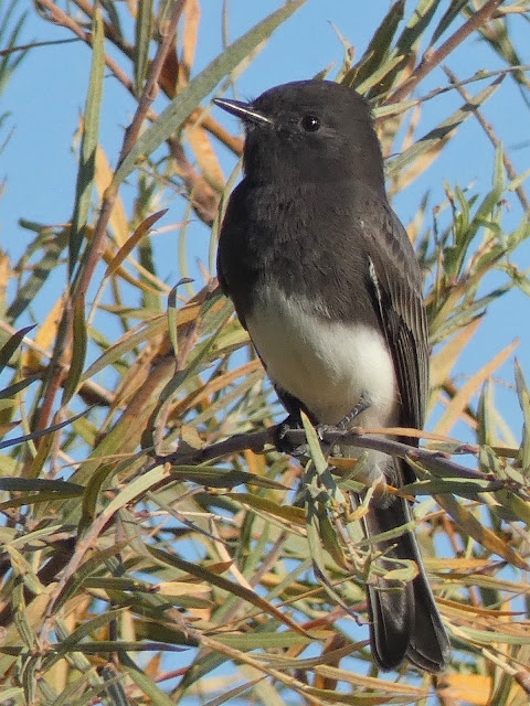 Small black and white bird perched on a limb.