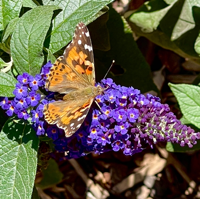 Orange, brown and white spotted butterfly on a purple blossom.