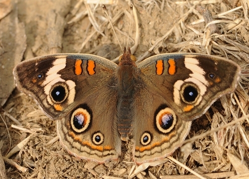 Tan colored butterfly is camoflouged while resting on some straw.