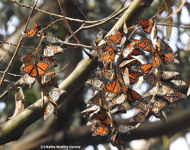 A branch holds a dozen resting butterflies.