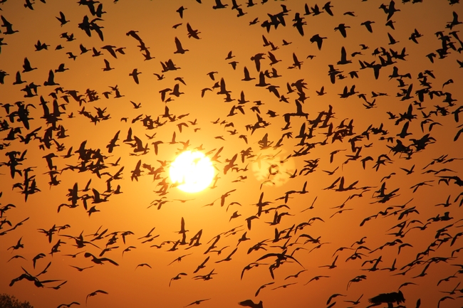 Bright orange-yellow sky filled with birds.