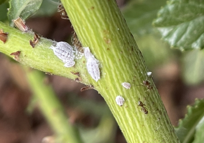 Flat white mealybugs on a stem with ants nearby.