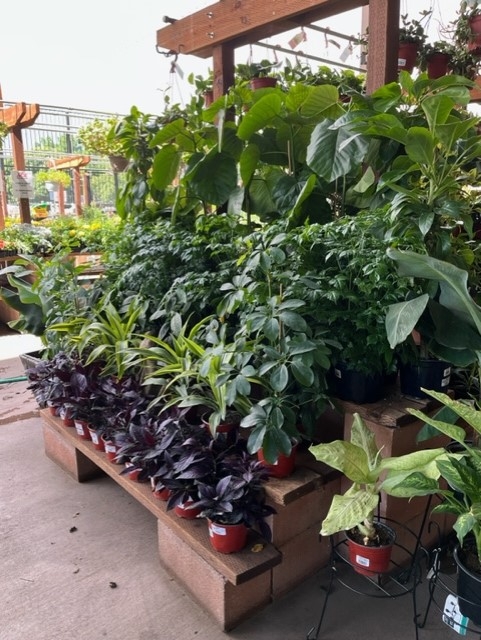 Various purple, green, and light brown plants stacked for sale at a garden center.