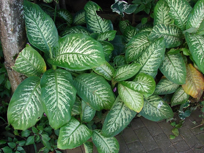 Spade shaped leaves with mottled white and green markings.