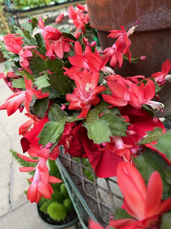 Bright red flowers of the christmas cactus.