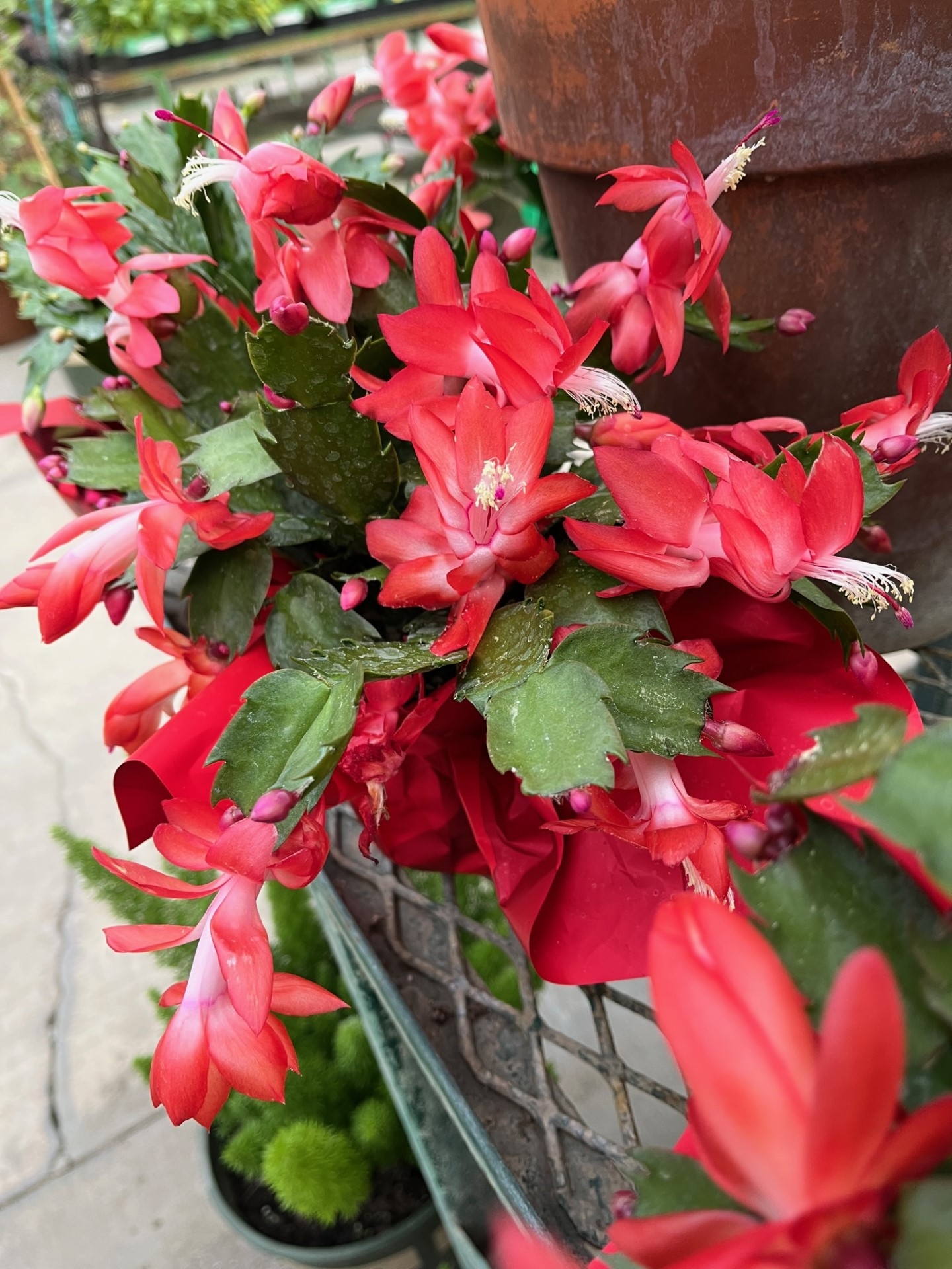 Are christmas cactus plants poisonous sales to dogs