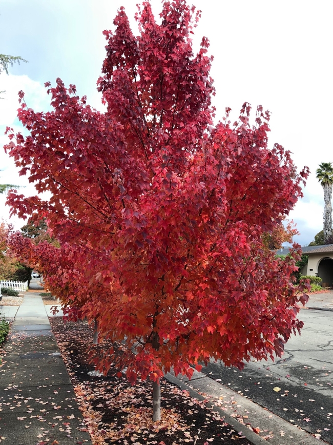 Bright red leaves on a street tree.