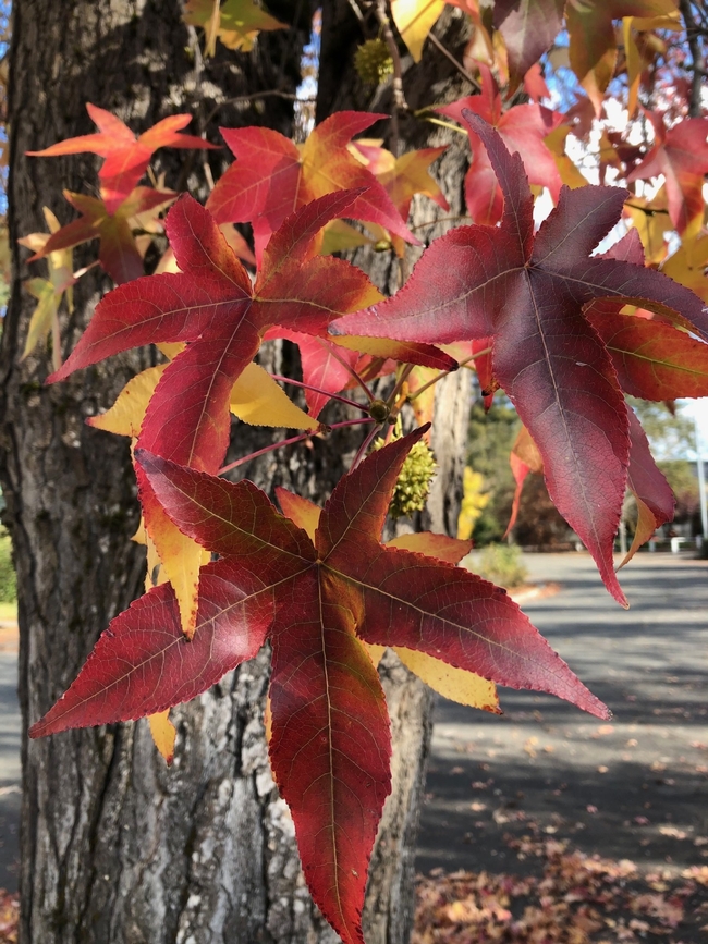 Close up of pointed leaves showing fall color.