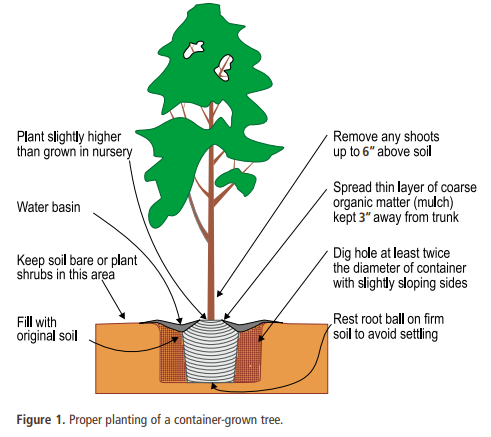 Illustration showing the steps to planting a tree.