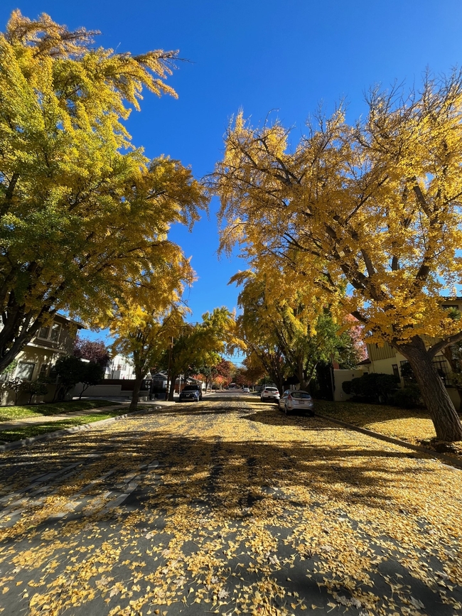 Golden leaves of ginkgo trees in the street.