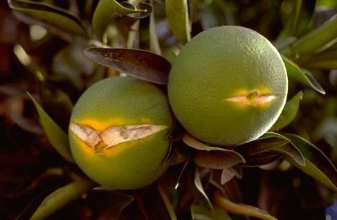 Green oranges showing a split across the entire fruit.