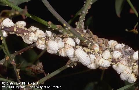 White, marshallow-like insect pests on a branch.