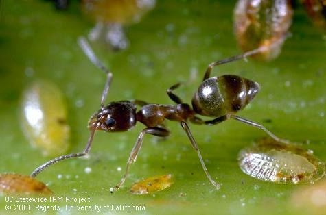 Ant tending soft scales, UC IPM.
