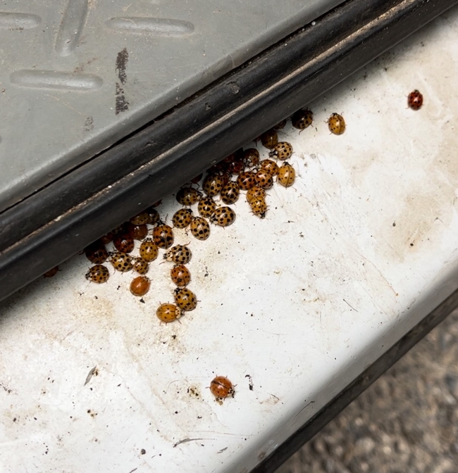 Closeup of ladybugs inside a truck.
