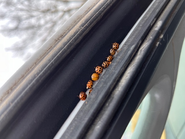 Although these ladybugs look different, all of them are the same species.