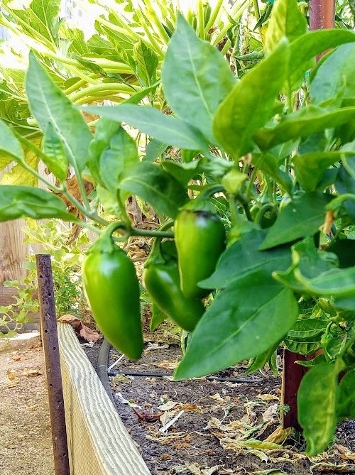 Pepper plant in a raised bed.