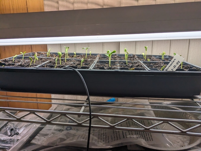seedlings under a grow light.