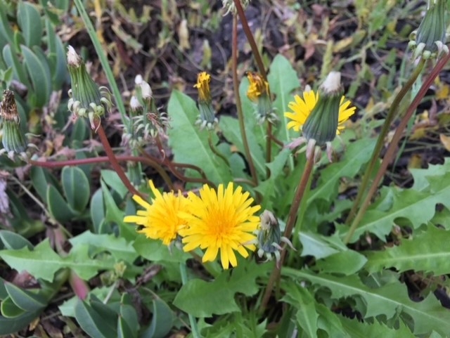 Bright yellow flowers on jagged green stems.