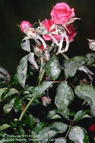 Pink rose and leaves covered in a white substance.