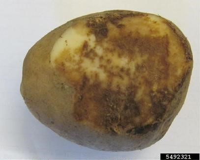 Potato showing dark marks and rotting.
