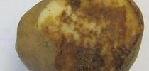 Potato with late blight, S. Jensen, Cornell University for The Stanislaus Sprout Blog