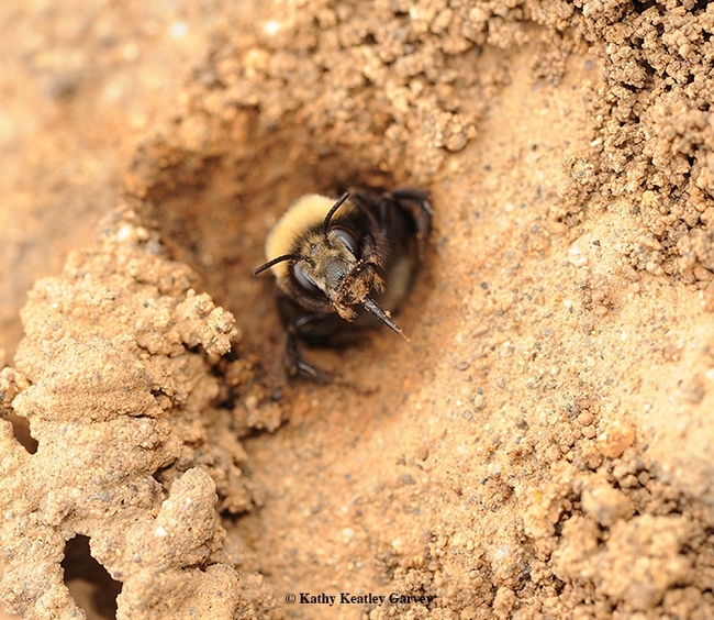 Fuzzy bumblebee popping it's head out of a hole in the ground.