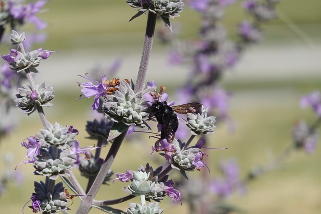 Large black bee perches on purple flower.