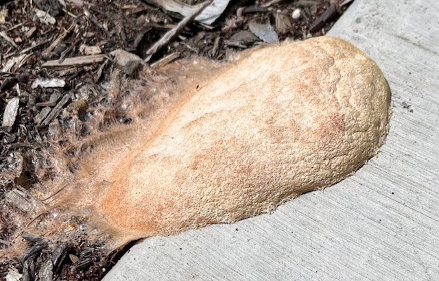 Brown, spongy looking substance growing in mulch.