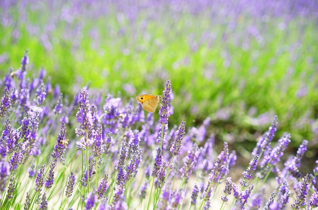 Yellow butterfly perched on a lavender flower.