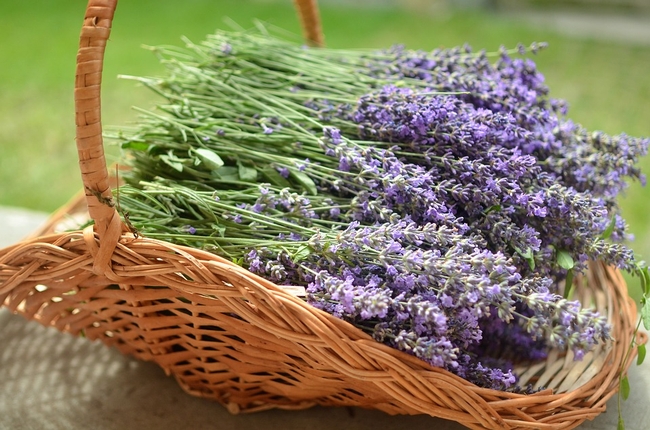 Lavender drying in a basket.