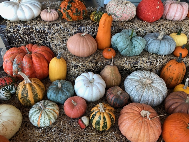Red, yellow, orange, green and white pumpkins of all shapes and sizes set on hay bales.