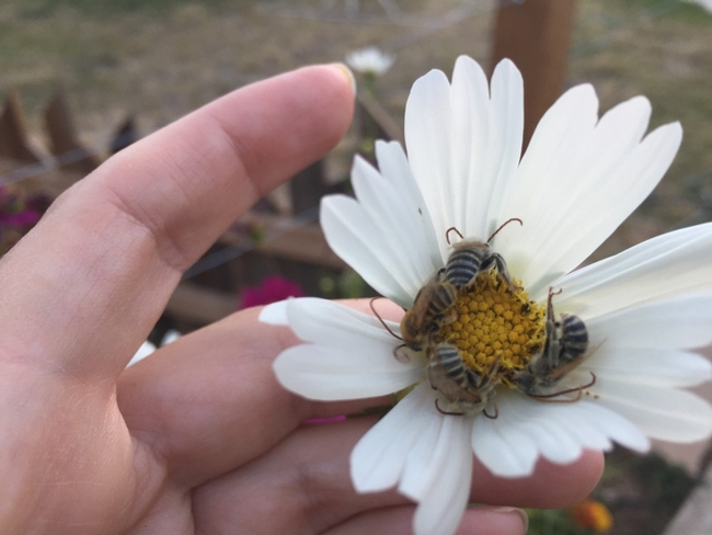 Several bees gathered in a circle around the outer edges of a flower.