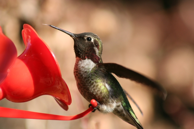 Hummingbird with tongue sticking out to gather nectar from a flower.