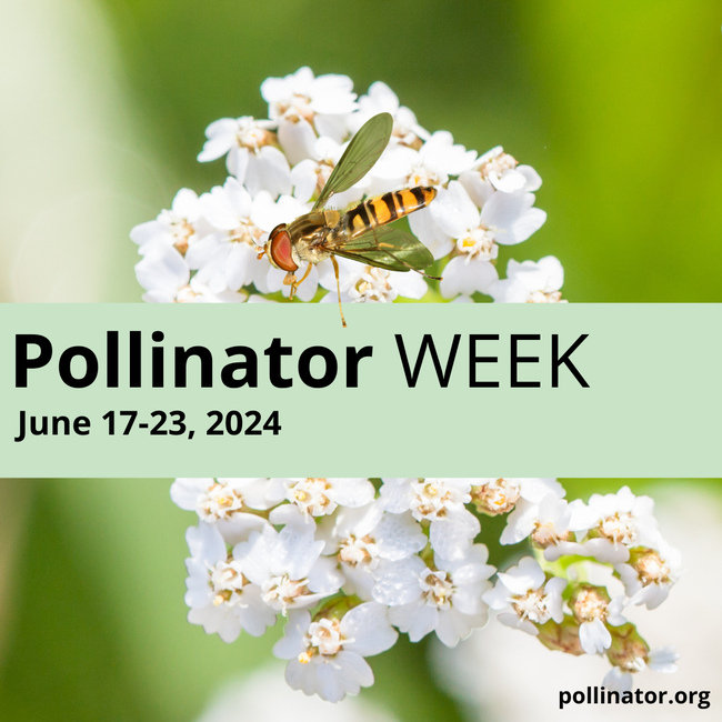 Pollinator Week Logo Social Media Post 2024-01-23-203421 duwu