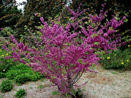 Bright purple pink flowering shrub.