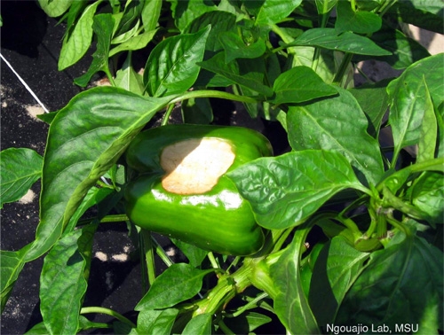 Green pepper showing a sunken and dried up surface.
