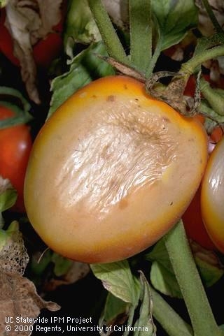 Tomato fruit showing browning and decay.