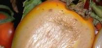 Sunscald on tomato, UC IPM, Jack Kelly Clark. for The Stanislaus Sprout Blog