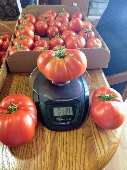 A dozen tomatoes lined up around an old-fashioned scale.