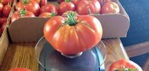 Weighing tomatoes on a scale, Tim Long. for The Stanislaus Sprout Blog