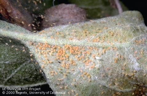 Leaf with webbing covered in tiny orange insects.