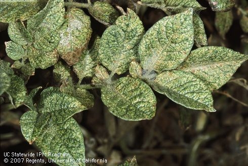 Leaf showing stippling damage from spider mites.