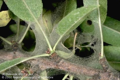 Tree leaf covered in webbing and mites.