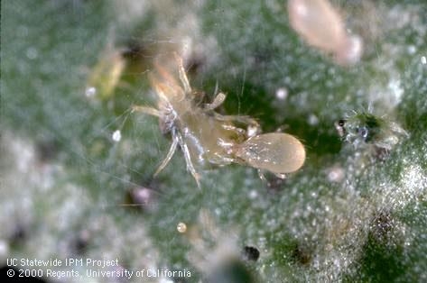 Two tiny insects on a leaf.