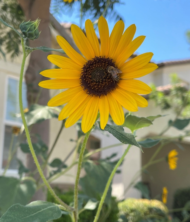 A honeybee rests on a bright yellow petaled sunflower plant.