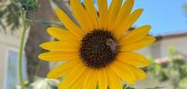 Sunflower, author photo. for The Stanislaus Sprout Blog