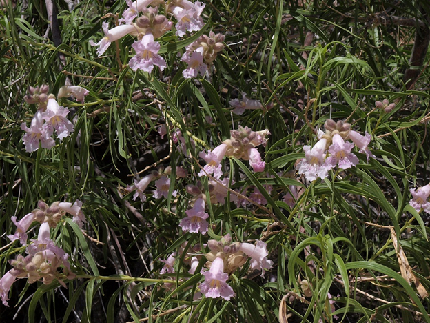 Zoomed in photo of the pink flowers of this tree.