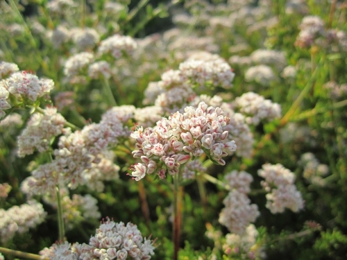 Closeup of whitish pink flowers.