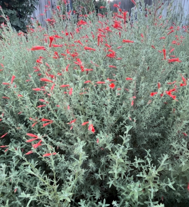 Tubular red flowers on a small, light green shrub.